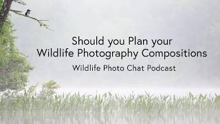 Should you Plan your Wildlife Photography Compositions - Wildlife Photo Chat Video