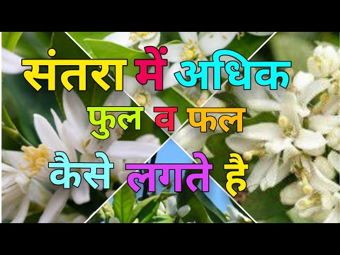 वीडियो: फूल जो लिली की तरह दिखते हैं (50 फोटो): छोटे इनडोर फूल और बड़े इनडोर नारंगी पौधे, पीले और सफेद बगीचे के फूल और अन्य विकल्प