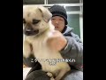 朝食店の保護犬・猫、名前がすべて“朝ごはん”！？増え続ける大家族に涙#犬 #動物世界 #動物 #面白い #funny