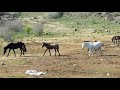 Wild Horses of Greece Pindou Thessalian Horses the best in all world