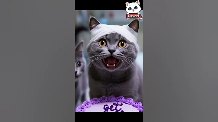 Watch the video about British shorthair Cat Can't Stop Loving the Cat!#shorts #cat #viral #story