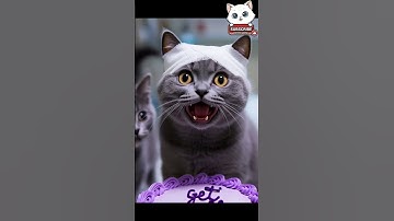 British shorthair Cat Can