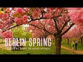 Berlin Cherry Blossom | Exploring TV-Asahi Cherry Blossom Alle in Spring | Hindi Vlog