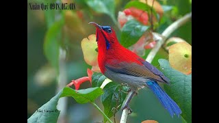 Tiếng Xác Pháo Mồi Không Tạp Âm Sunbird beautiful song . Sunbird Vietnam