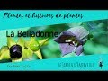 Belladone : Plante Sorcière & Beauté Mortelle 🌿