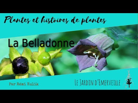 Vidéo: Belladone - Propriétés Utiles Et Application De Belladone, Extrait De Belladone, Teinture. Belladone Pendant La Grossesse. Belladone Commune