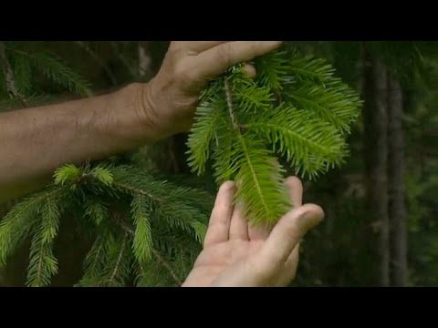 Vidéo: Thérapie Naturelle Pour L'hidradénite Suppurée: Alimentation, Huile D'arbre à Thé