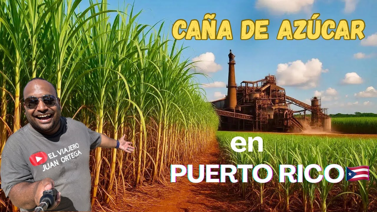 REGRESA LA CAÑA DE AZÚCAR A PUERTO RICO 🇵🇷!!