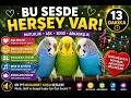 Bu Sesde Herşey var :) #birds #parrot #vogel #budgies #muhabbetkuşu #talkingparot #budgie