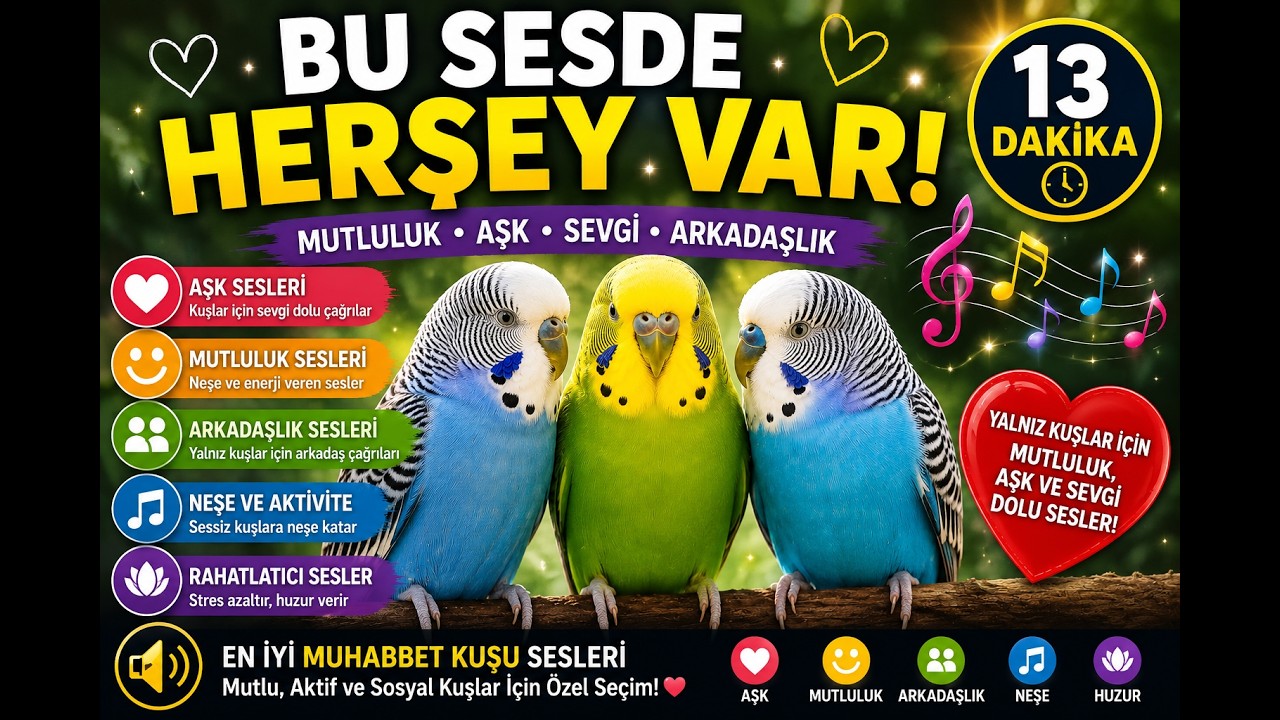 Bu Sesde Herşey var :) #birds #parrot #vogel #budgies #muhabbetkuşu #talkingparot #budgie