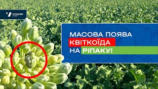 Увага! Ріпаковий квіткоїд_захист Vitagro Partner