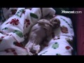 How to Use Positive Reinforcement in Dog Training How to Use Positive Reinforcement in Dog Training