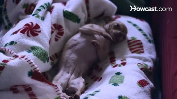 How to Use Positive Reinforcement in Dog Training