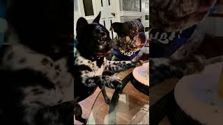 Happy Birthday Titus 🎉 🎈