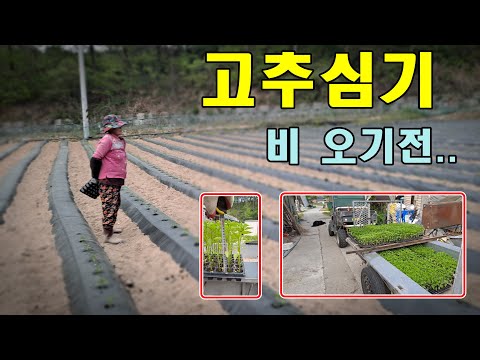 [귀촌귀농] 풀치고,고추심기