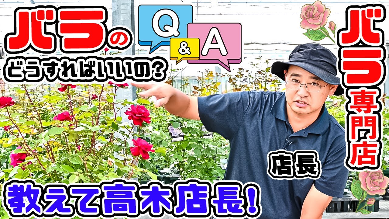 バラ栽培🌹Q&A】バラ栽培を皆で、もっともっと楽しみましょう! 高木