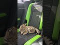 Baby F1 Savannah Cat