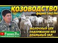 Молочная козья ферма на 100 голов в Казахстане. Зааненские и альпийские козы. Доильный зал. LaqLike