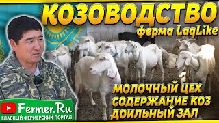 Молочная козья ферма на 100 голов в Казахстане. Зааненские и альпийские козы. Доильный зал. LaqLike
