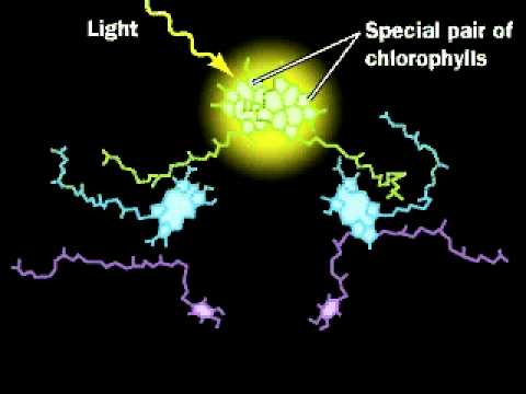 Video: Is bacteriën die fotosynthese uitvoeren een consument?