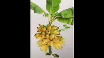 Unique skill how to grow banana tree from banana | trees made from bananas