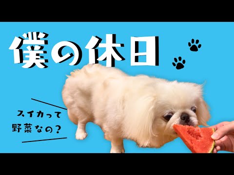 【とある休日】30代主婦と犬のゆるい日常/ペキニーズのぺたろー