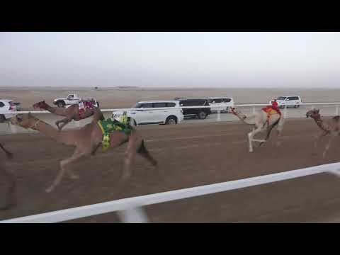 الشوط 7 أساطير للسيد حمدان بخيت فطيس المنصوري توقيت 3 10 79