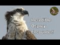 The Osprey: Fishing Falcon of the Americas! (4K)