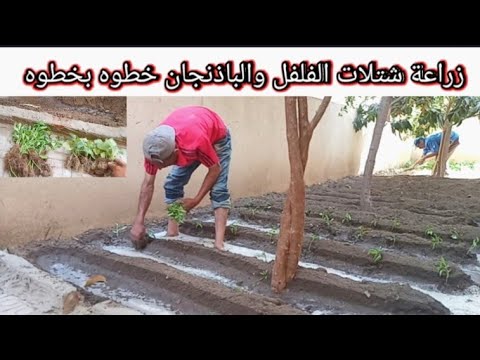فيديو: زراعة شتلات الفلفل والطماطم والباذنجان