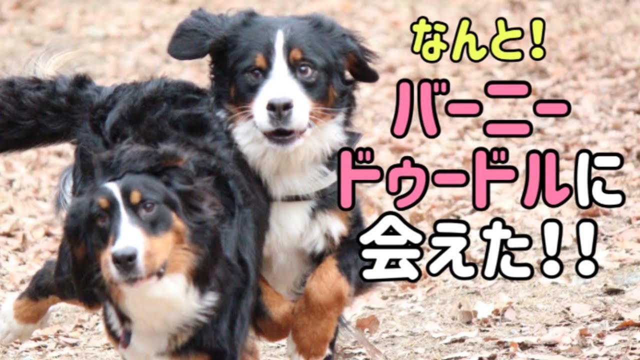 多頭飼いの日常 バーニードゥードルのパピーに会えた日 Bernese Mountain Dog Chihuahua Youtube 多頭飼いの日常 バーニードゥードルのパピーに会えた日 Bernese Mountain Dog Chihuahua Youtube