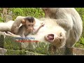 How Is Little Baby Monkey Rex From Last Two Day Activity? Want to Know Good Or Bad Please Enjoy Now.