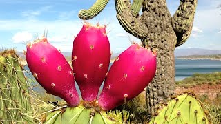 Плоды опунции  |  Как растёт съедобный кактус