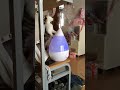 加湿器の蒸気を舐めたりジャレたり猫