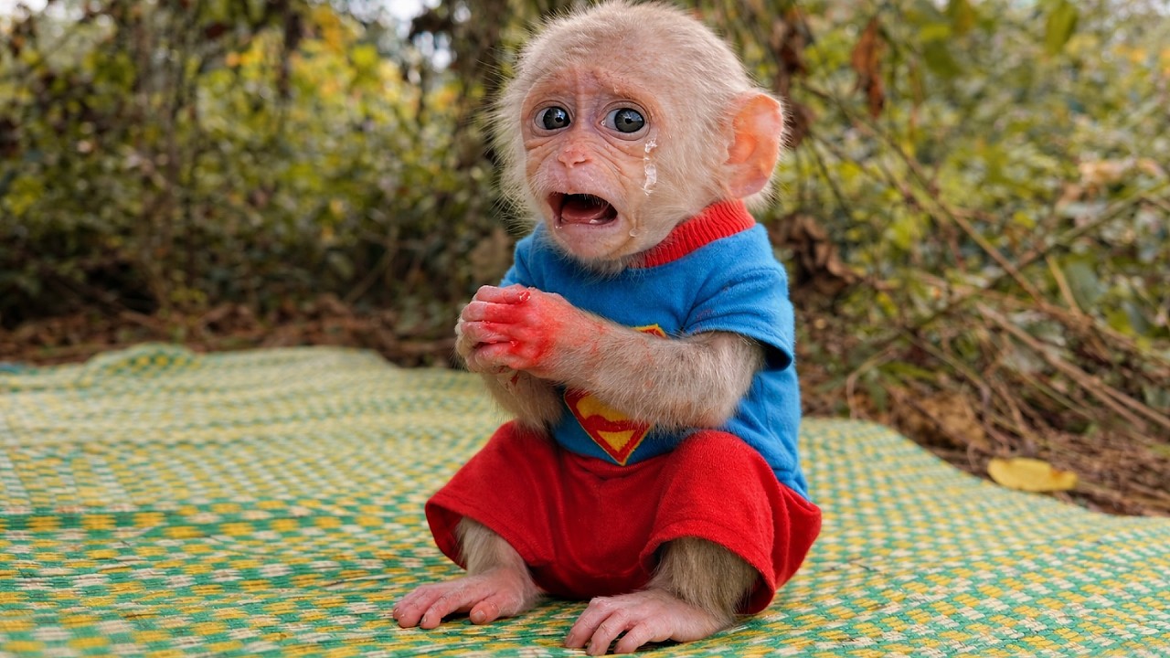 Poor Baby Kabi! Attacked by Giant Ants While Climbing Tree!