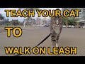 HOW TO TEACH A CAT TO WALK ON LEASH - TUTORIAL