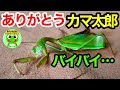 カマキリ日記#45 カマ太郎、ありがとう。~2020年と2021年を生きたカマキリ~【byおたま日記】