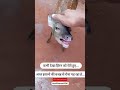 #jungle#animals #viralvideo #janwar #subscribemychannel #likeandsubscribe #youtubeshorts #hyderabad