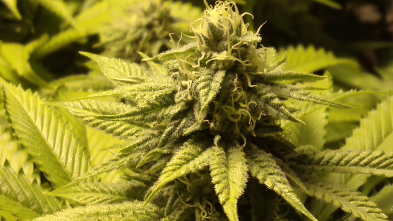 Flowering update 9 lb hammer