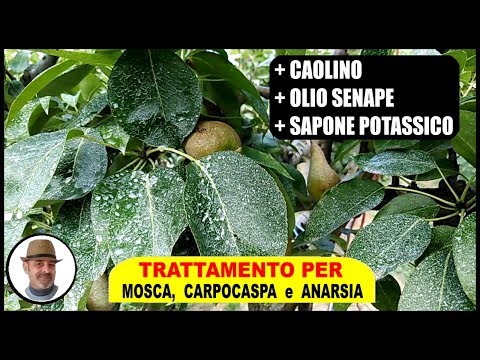 Video: Controllo e prevenzione delle malattie dei cachi - Scopri le malattie degli alberi da frutto dei cachi