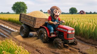 Monkey Nana Drives Tractor for Rice Harvest 🌾🐒 But Disaster Strikes Unexpectedly! 😨–NANA MONKEY LIFE
