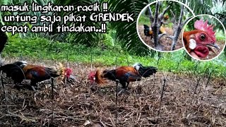 MIKAT AYAM HUTAN TERBARU ..pikat GRENDEK berulah lagi..kali ini  meringkus ORI dari jarak DEKAT !!!