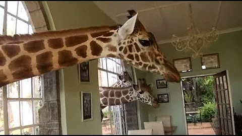 Усадьба жирафов в Кении. Отель Giraffe Manor.