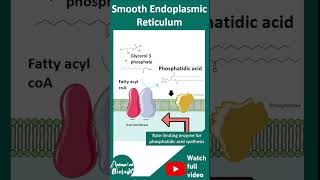 Smooth endoplasmic reticulum | SER shorts | SER and its functions | 1-minute cell bio