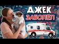 ДЖЕК ЗАБОЛЕЛ/ Как болеют собаки, болезни собак