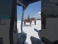 S.C.S.O Mounted Units on Patrol, Siesta Key Beach