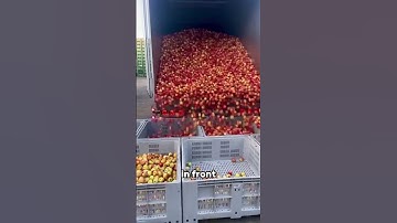 A Genius Way To Unload a Truck Full of Apples