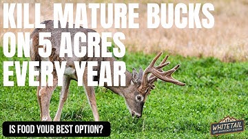 How To Kill A Buck On 5 Acres EVERY YEAR!!