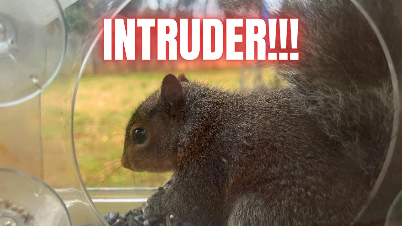 Nature Anywhere Transparent Acrylic Window Bird Feeder - Squirrel Won't Leave it Alone!