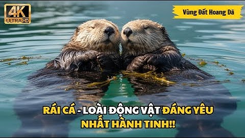 💥RÁI CÁ - LOÀI ĐỘNG VẬT ĐÁNG YÊU NHẤT HÀNH TINH! | Thế Giới Động Vật | Vùng Đất Hoang Dã #animallife