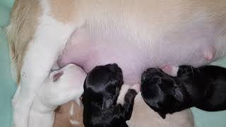 My Chihuahua had Seven Puppies and they are now 5 days old. by Mitchmono 61 views 5 years ago 1 minute, 11 seconds